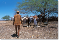 Imagem da Caatinga