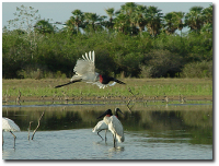 Imagem do Pantanal