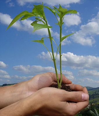 imagem representando o plantio de uma muda de rvore