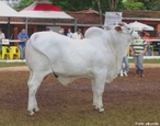 Nelore  uma raa de gado bovino (Zebu) originria da ndia. Os primeiros exemplares da raa chegaram ao Brasil no final do sculo XVIII e rapidamente se tornaram a raa de gado predominante no rebanho brasileiro (85% do rebanho total).  </br></br>  Palavras-chave: Dimenso econmica do espao geogrfico. Territrio. Lugar. Pas. Pecuria. Gado bovino. Leite. Carne. Exportao.