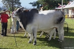 Nelore  uma raa de gado bovino (Zebu) originria da ndia. Os primeiros exemplares da raa chegaram ao Brasil no final do sculo XVIII e rapidamente se tornaram a raa de gado predominante no rebanho brasileiro (85% do rebanho total).  </br></br>  Palavras-chave: Dimenso econmica do espao geogrfico. Territrio. Lugar. Pas. Pecuria. Gado bovino. Leite. Carne. Exportao.  