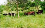 Na pecuria extensiva, o gado  criado solto, sem tcnicas especializadas, geralmente e praticada em lugares onde se possui muita terra, o gado ganha musculatura devido ao fato de ter que percorrer longa caminhada para pastar. A carne produzida  dura, pois o gado desenvolve uma musculatura rgida.  </br></br>  Palavras-chave: Dimenso econmica do espao geogrfico. Territrio. Lugar. Pas. Pecuria. Gado bovino. Leite. Carne. Exportao.