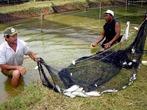 A piscicultura tem aumento no Brasil, nas reas litorneas e em pequenas propriedades (stios, chcaras).  </br></br>  Palavras-chave: dimenso socioambiental. Dimenso econmica da produo do e no espao. Lugar. Territrio. Regio. Peixes. Piscicultura. Sociedade. Litoral.  