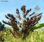 Agricultura: Sorgo