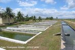 Piscicultura - tanque de peixes. Recursos Pesqueiros e Aquicultura  Companhia de Desenvolvimento, nas Estaes de Piscicultura da Codevasf so desenvolvidos pacotes tecnolgicos em reproduo artificial, larvicultura e alevinagem de espcies nativas da regio. O Programa de Aquicultura e Recursos Pesqueiros teve incio com a construo das grandes barragens hidreltricas no rio So Francisco, como a de Trs Marias, em Minas Gerais, e a de Sobradinho, na Bahia, que provocaram o surgimento de obstculos  migrao reprodutiva dos peixes e restringiram, acentuadamente, as cheias a jusante desses reservatrios. </br></br>  Palavras-chave: Dimenso demogrfica. Econmica. Socioambiental. Territrio. Lugar. Regio. Piscicultura. Tanque de peixes.