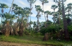  uma rvore da famlia Arecaceae endmica no semi-rido do nordeste brasileiro, rvore smbolo dos Estados do Piau e Cear.  </br></br>  Palavras-chave: Carnaba. rvore da vida. Nordeste. Extrao.  