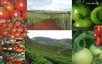 O tomate  o fruto do tomateiro (Solanum lycopersicum; Solanaceae), embora coloquialmente considerado como legume pelos leigos.  </br></br>  Palavras-chaves:Dimenso econmica. Agricultura. Tomate. Exportao.  