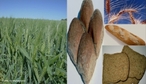 O trigo (Triticum spp.)  uma gramnea que  cultivada em todo mundo. Globalmente,  a segunda maior cultura de cereais, a seguir ao milho; o terceiro  o arroz. O gro de trigo  um alimento bsico usado para fazer farinha e, com esta, o po.  </br></br>  Palavras-chave: Dimenso socioambiental. Dimenso poltica. Dimenso demogrfica. Dimenso econmica. Territrio. Lugar. Regio. Pas. Mecanizao. Agricultura. Plantio. Cereais. Trigo.  