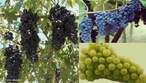 A uva  o fruto da videira (Vitis sp.), uma planta da famlia das Vitaceae.  utilizada frequentemente para produzir sumo, doce (gelia), vinho e passas, podendo tambm ser consumida crua.  </br></br> Palavras-chave: Dimenso econmica. Agricultura. Produo. Vinho. Uva. Exportao.  