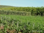 Agricultura Orgnica