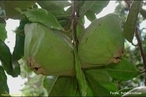 Frutos de Campomanesia phaea (Myrtaceae) so muito procurados pela populao rural para preparo de sucos, sorvetes e bebidas alcolicas.  </br></br> Palavras-chave: Dimenso socioambiental. Dimenso econmica. Dimenso demogrfica. Natureza. Alimento. Regio, Lugar. Territrio. Agricultura. Cultivo. Cambuci. Sorvete. Suco.  