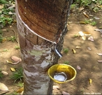 Seringueira: a madeira  branca e leve, e de cujo ltex se fabrica a borracha.  </br></br>  Palavras-chave: Ltex. Madeira branca. Borracha. Brasil. Indonsia. Importao. Exportao.  