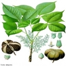  uma rvore da famlia das Euphorbiaceae (Hevea brasiliensis) de folhas compostas, com fruto em uma grande cpsula com sementes ricas em leo, cuja madeira  branca e leve, e de cujo ltex se fabrica a borracha.  </br></br>  Palavras-chave: Ltex. Borracha. Sementes. Importao. Exportao.  