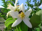 Flor de laranjeira utilizado pelas abelhas para produo de mel.  </br></br> Palavras-chave: Dimenso econmica do espao geogrfico. Dimenso socioambiental. Agricultura. Laranja. Produo agrcola. Produo de mel. Apicultura. Produo. Regio. Flor de laranjeira. Agrotxicos. Importao. Exportao.  