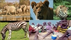 frica: Contrastes