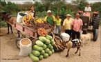 Agricultura: Agricultores