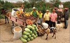 Agricultura  o conjunto de tcnicas utilizadas para cultivar plantas com o objetivo de obter alimentos, fibras, energia, matria-prima para roupas, construes, medicamentos, ferramentas, ou apenas para contemplao esttica.  </br></br>  Palavras-chave: Dimenso demogrfica. Economica. Poltica. Territrio. Regio. Pases. Agricultura. Alimento. Produtores ruasi. Agricultores. Cereais. Matria-prima.