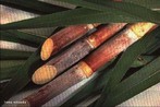 A cana-de-acar  uma planta que pertence ao gnero Saccharum. H pelo menos seis espcies do gnero, sendo a cana-de-acar cultivada um hbrido multiespecifico, recebendo a designao "Saccharum spp.". As espcies de cana-de-acar so provenientes do Sudeste Asitico. A planta  a principal matria-prima para a fabricao do acar e lcool (etanol).  </br></br>  Palavras-chave: dimenso socioambiental. Dimenso econmica. Dimenso demogrfica e cultural do espao geogrfico. Territrio. Lugar. Regio. Cana-de-acar. Canavial. Etanol. Biodiesel.  