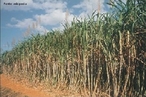 A cana-de-acar  uma planta que pertence ao gnero Saccharum. H pelo menos seis espcies do gnero, sendo a cana-de-acar cultivada um hbrido multiespecifico, recebendo a designao "Saccharum spp.". As espcies de cana-de-acar so provenientes do Sudeste Asitico. A planta  a principal matria-prima para a fabricao do acar e lcool (etanol).  </br></br>  Palavras-chave: dimenso socioambiental. Dimenso econmica. Dimenso demogrfica e cultural do espao geogrfico. Territrio. Lugar. Regio. Agricultura. Canavial. Etanol. Cana-de-acar.