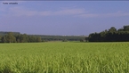 A cana-de-acar  uma planta que pertence ao gnero Saccharum. H pelo menos seis espcies do gnero, sendo a cana-de-acar cultivada um hbrido multiespecifico, recebendo a designao "Saccharum spp.". As espcies de cana-de-acar so provenientes do Sudeste Asitico. A planta  a principal matria-prima para a fabricao do acar e lcool (etanol).  </br></br>  Palavras-chave: dimenso socioambiental. Dimenso econmica. Dimenso demogrfica e cultural do espao geogrfico. Territrio. Lugar. Regio. Cana-de-acar. Canavial. Etanol. Biodiesel.