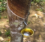  uma rvore da famlia das Euphorbiaceae (Hevea brasiliensis) de folhas compostas, flores pequeninas e reunidas em amplas panculas, com fruto em uma grande cpsula com sementes ricas em leo, cuja madeira  branca e leve, e de cujo ltex se fabrica a borracha.  </br></br>  Palavras-chave: Borracha. Ltex. Economia. Extrativismo vegetal. Industrializao. Plstico. Rondnia. Biopirataria. Brasil. Exportao. Importao. 