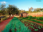 Hortifrutigranjeiros  uma atividade ligada a plantao de hortalias, legumes e frutas, sendo uma tima fonte de renda para pequenas propriedades.  </br></br> Palavras-chave: Dimenso econmica. Dimenso demogrfica e cultural. Dimenso spcopambiental. Horti. Fruti. Granjeiros. Hortifrutigranjeiros. Frutas. Legumes. Verduras. Produtor. Distribuidoras. Supermercados. Cooperativas. Associaes. Ceasas.