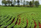 Agricultura  o conjunto de tcnicas utilizadas para cultivar plantas. Atualmente  utilizada a mecanizao com o uso de mquinas para semear, adubar, colher.  </br></br>  Palavras-chave: Dimenso socioambiental. Dimenso poltica. Dimenso demogrfica. Dimenso econmica. Territrio. Lugar. Regio. Pas. Mecanizao. Agricultura. Plantio. Cereais.