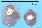  um metal de colorao branco-prateada, condutor de eletricidade e calor, dctil e malevel porm no pode ser laminado, polido ou forjado facilmente, apresentando certo carter ferromagntico.  encontrado em diversos minerais, em meteoritos (formando liga metlica com o ferro ) e, em princpio, existe nquel no ncleo da Terra.  resistente a corroso , e s pode ser utilizado como revestimento por eletrodeposio. O nquel  empregado na fabricao de ao inoxidvel austenico, em superligas de niquel, em baterias recarregveis, reaes de catlise, cunhagens de moedas, revestimentos metlicos e fundio.  </br></br>  Palavras-chave: Niquel. Metal. Minerais. Terra. Ao. Ligas. Baterias recarregveis.  