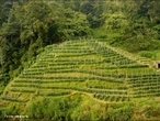 Nativo de regies subtropicais com clima de mones, o ch tambm  cultivado em climas tropicais, obtendo maior sucesso em regies de alta altitude.  </br></br>  Palavras-chave: Ch.  Agricultura. Regies subtropicais. Clima de mones. 