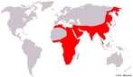 Leopardo (Panthera pardus), também chamado onça em Angola, é, com o leão, tigre e onça-pintada, um dos quatro "grandes gatos" do gênero Panthera. Medem de 1 a quase 2 m de comprimento, e pesam entre 30 e 70 kg. As fêmeas têm cerca de dois terços do tamanho do macho. Habita a África e Ásia. </br></br> Palavras-chave: Onça-pintada. Animais. Extinção. Migração. Caça. Biodiversidade. 