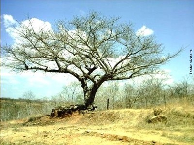 A Caatinga apresenta três estratos: arbóreo, arbustivo e o herbáceo. A vegetação adaptou-se ao clima seco para se proteger. As folhas, por exemplo, são finas ou inexistentes. Algumas plantas armazenam água, como os cactos, outras se caracterizam por terem raízes praticamente na superfície do solo para absorver o máximo da chuva.
</br></br>
Palavras-chave: Caatinga, vegetação, clima, Brasil, semiárido.

