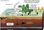 Sequestro de carbono  um processo de remoo de gs carbnico. Tal processo ocorre principalmente em oceanos, florestas e outros organismos que, por meio de fotossntese, capturam o carbono e lanam oxignio na atmosfera.  a captura e estocagem segura de gs carbnico (CO2), evitando-se assim sua emisso e permanncia na atmosfera terrestre.  </br></br> Palavras-chave: Sequestro de Carbono. Gs Carbnico. Florestas. Oceanos. Atmosfera. Oxignio. Emisso de Poluentes. Desenvolvimento. Indstria. Queima de Petrleo. 