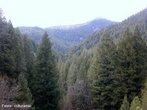 São as plantas gimnospérmicas da divisão <em>Coniferophyta</em> (ou <em>Pinophyta</em>), na sua maior parte árvores, mas também arbustos escandentes. Estão presentes nas regiões tropicais e temperadas do planeta, onde são o principal componente da flora alpina e os vegetais capazes de viver mais tempo. Entre os pinheiros da Califórnia, há exemplares com mais de 4.600 anos. No Hemisfério Norte, as coníferas formam extensos bosques em zonas de clima rigoroso que não podem ser povoadas por outras árvores. </br></br> Palavras-chave: Coníferas. Flora. Diversidade. Polo Norte. Ártico. Esquilos. Clima. Vegetação. 