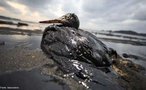 Exxon Valdez era o nome de um petroleiro da empresa Exxon corp. Em 24 de março de 1989 este derramou cerca de 50.000 m³ a 150.000 m³ de crude. Em consequência do derramamento, milhares de animais morreram nos meses seguintes. De acordo com as estimativas: 250.000 pássaros marinhos, 2.800 lontras marinhas, 250 águias, 22 orcas, e bilhões de ovos de salmão.  </br></br>  Palavras-chave: Derramamento de Petróleo. Alasca. Grude. Poluição. Morte de Animais. 