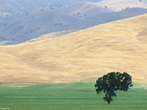 O termo pradaria ou campo engloba ambientes abertos que diferem muito um com o outro: as estepes da Sibria ocidental, as grandes plancies da Amrica do Norte, as savanas da ndia e da frica, os pampas da Amrica do Sul, os cerrados do Brasil, e mesmo reas florestadas que foram derrubadas para agricultura ou pastoreio. </br></br>Todos esses campos so cobertos por gramneas e outras plantas adaptadas s chuvas irregulares, como na Europa e na Amrica do Norte, ou a chuvas estacionais, como as chuvas das mones na sia e as chuvas de inverno na frica. </br></br> Palavras-chave: Biomas. Savanas. Pampas. Pradarias. Campos. Chuvas. Gramneas. Vegetao.  