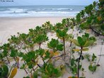  o conjunto de dunas e areais distribudos ao longo do litoral brasileiro e por vrias partes do mundo. Geralmente  revestida de vegetao baixa, criando variaes climticas, o que confere grande diversidade ambiental e biolgica. No Brasil, chama-se restinga um terreno arenoso e salino, prximo ao mar e coberto de plantas herbceas caractersticas.   </br></br>  Palavras-chave: Ecossistema. Litoral. Brasil. Vegetao. Restinga.