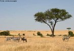 Savana  um tipo de vegetao onde se predominam as gramneas, rvores pequenas e arbustos. O bioma, tpico de regies de clima tropical e seco, faz transio com diversos outros biomas no Brasil, onde  chamado de Cerrado, com exceo dos pampas. As espcies de plantas das savanas possuem adaptaes que lhes conferem uma grande capacidade de absoro e armazenamento de gua. Suas rvores possuem troncos muito duros, revestidos por uma casca espessa. As razes das plantas do bioma geralmente so muito profundas e ramificadas. </br></br> Palavras-chave: Bioma. Savanas. Brasil. Pampas. rvores. Regies. Clima Tropical. Cerrado. Vegetao. 