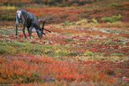 A tundra  uma vegetao proveniente do material orgnico que aparece no curto perodo de degelo durante a estao "quente" das regies de clima polar, apresentando assim apenas espcies que se reproduzem rapidamente e que suportam baixas temperaturas. Essa vegetao  um enorme bioma que ocupa aproximadamente um quinto da superfcie terrestre. Aparece em regies como o Norte do Alasca e do Canad, Groenlndia, Noruega, Sucia, Finlndia e Sibria. </br></br> Palavras-chave: Tundra. Vegetao. Clima Polar. Bioma. Degelo. 