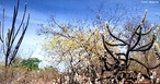 Caatinga (do Tupi-Guarani: caa (mata) + tinga (branca) = mata branca),  o nico bioma exclusivamente brasileiro, o que significa que grande parte do seu patrimnio biolgico no pode ser encontrado em nenhum outro lugar do planeta. A caatinga ocupa uma rea de cerca de 750.000 km, cerca de 11% do territrio nacional englobando de forma contnua parte dos estados do Maranho, Piau, Cear, Rio Grande do Norte, Paraba, Pernambuco, Alagoas, Sergipe, Bahia e parte do Norte de Minas Gerais (Sudeste do Brasil).  </br></br> Palavras-chaves: Dimenso Socioambiental. Econmica. Demogrfica do Espao Geogrfico. Natureza. Bioma. Regio. Territrio. Lugar. Vegetao. Caatinga. Semirido. Pobreza. Economia.