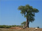 Os baobás são nativos da ilha de Madagascar, do continente africano e da Austrália.O baobá é a árvore nacional de Madagascar e o emblema nacional do Senegal. Ele chega a alcançar alturas de 5 a 25m (excepcionalmente 30m), e até 7m de diâmetro do tronco (excepcionalmente 11m). Destaca-se pela capacidade de armazenamento de água dentro do tronco, que pode alcançar até 120.000 litros. </br></br> Palavras-chave: Baobá. África. Senegal. Árvore. Vegetação. Clima. 