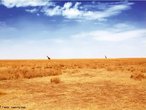 Savana  um tipo de vegetao onde se predominam as gramneas, rvores pequenas e arbustos. O bioma, tpico de regies de clima tropical e seco, faz transio com diversos outros biomas no Brasil, onde  chamado de Cerrado, com exceo dos pampas. </br></br>As espcies de plantas das savanas possuem adaptaes que lhes conferem uma grande capacidade de absoro e armazenamento de gua. Suas rvores possuem troncos muito duros, revestidos por uma casca espessa. As razes das plantas do bioma geralmente so muito profundas e ramificadas. </br></br> As savanas so encontradas na frica, Amrica do Sul e Austrlia. Em cada uma dessas regies so encontrados diferentes ecossistemas, cada um com suas prprias caractersticas. </br></br> Palavras-chave: Bioma. Savanas. Brasil. Pampas. Vegetao. Regies. Clima Tropical. Cerrado. 