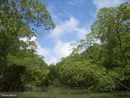 A Floresta Tropical ocorre em trs regies na Terra: na americana, na africana e na indo-malaia. No caso da americana cobre a Mata Atlntica compreendida pelo Brasil, indo ao sul at  bacia do Prata. A floresta indo-malaia  a menos contnua devido  agresso milenar que vem sofrendo; compreende a da costa da Indochina, a costa norte da Austrlia, as Filipinas, Nova Guin e Bornu, entre outras. </br></br> Palavras-chave: Floresta Tropical. Brasil. Mata Atlntica. Bioma. Umidade. Calor. Temperatura. Desmatamento. 