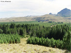 A Taiga  um tipo de floresta tipicamente do hemisfrio norte do planeta, em regies onde a temperatura chega a -54C e raramente passa dos 21C. Tambm conhecida como Floresta de Conferas, ou Floresta Boreal, a Taiga perfaz uma faixa que abrange a sia, Amrica do Norte e Europa e est limitada ao norte com a Tundra, e ao sul com a Floresta Temperada. A vegetao da taiga apresenta uma boa adaptao ao clima extremamente frio dessas regies. </br></br> Palavras-chave: Taiga. Floresta Boreal. Floresta de Conferas. Vegetao. Clima. 