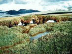 A tundra  uma vegetao proveniente do material orgnico que aparece no curto perodo de degelo durante a estao "quente" das regies de clima polar, apresentando assim apenas espcies que se reproduzem rapidamente e que suportam baixas temperaturas. Essa vegetao  um enorme bioma que ocupa aproximadamente um quinto da superfcie terrestre. Aparece em regies como o Norte do Alasca e do Canad, Groenlndia, Noruega, Sucia, Finlndia e Sibria. </br></br> Palavras-chave: Tundra. Vegetao. Clima Polar. Bioma. Degelo.  