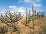 A Caatinga apresenta trs estratos: arbreo, arbustivo e o herbceo. A vegetao adaptou-se ao clima seco para se proteger. As folhas, por exemplo, so finas ou inexistentes. Algumas plantas armazenam gua, como os cactos, outras se caracterizam por terem razes praticamente na superfcie do solo para absorver o mximo da chuva. </br></br> Palavras-chave: Caatinga. Vegetao. Clima. Brasil. Semirido. 