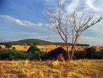  a segunda maior formao vegetal brasileira. Estendia-se originalmente por uma rea de 2 milhes de km, abrangendo dez estados do Brasil Central. Hoje, restam apenas 20% desse total.Tpico de regies tropicais, o cerrado apresenta duas estaes bem marcadas: inverno seco (imagem) e vero chuvoso. Com solo de savana tropical, deficiente em nutrientes e rico em ferro e alumnio, abriga plantas de aparncia seca, entre arbustos esparsos e gramneas, e o cerrado, um tipo mais denso de vegetao, de formao florestal. </br></br> Palavras-chave: Vegetao. Cerrado. Brasil. Tropical. Regies. Estaes.  