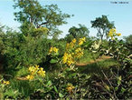  a segunda maior formao vegetal brasileira. Estendia-se originalmente por uma rea de 2 milhes de km, abrangendo dez estados do Brasil Central. Hoje, restam apenas 20% desse total.Tpico de regies tropicais, o cerrado apresenta duas estaes bem marcadas: inverno seco e vero (imagem) chuvoso. Com solo de savana tropical, deficiente em nutrientes e rico em ferro e alumnio, abriga plantas de aparncia seca, entre arbustos esparsos e gramneas, e o cerrado, um tipo mais denso de vegetao, de formao florestal.  </br></br> Palavras-chave: Vegetao. Cerrado. Brasil. Tropical. Regies. Estaes. Clima.  