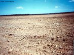 Desertificao  o fenmeno que corresponde  transformao de uma rea num deserto. Segundo a Conveno das Naes Unidas de Combate  Desertificao, ela  "a degradao da terra nas regies ridas, semi-ridas e sub-midas secas, resultante de vrios fatores, entre eles as variaes climticas e as atividades humanas". </br></br> Palavras-chave: Fenmeno. Desertificao. Deserto. Regies ridas. Variaes Climticas. Desmatamento. Agricultura. Pecuria.