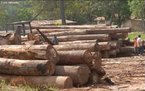 O desmatamento da floresta amaznica provoca problemas srios ao meio ambiente, como a morte ou at mesmo a extino de espcies da fauna e da flora. Um levantamento feito pelo Ministrio do Meio Ambiente indica que 80% da madeira que sai da regio  proveniente de explorao criminosa de terras pblicas. </br></br> Palavras-chave: Dimenso Socioambiental. Econmica do Espao Geogrfico. Territrio. Lugar. Regio. Regio Norte. Amaznia. Desmatamento. Floresta Amaznica. Fauna. Flora. Queimadas. Recursos Naturais.