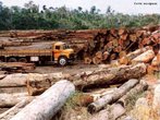 A devastao florestal e as queimadas preocupam brasileiros e ambientalistas do mundo todo, pois interferem na fauna, destrem espcies da flora, contribuem para a poluio da gua, do ar, para as chuvas cidas, o efeito estufa e a comercializao ilegal de madeiras nobres.  </br></br>  Palavras-chave: Florestas. Meio Ambiente. gua. Efeito estufa. Queimadas. Madeiras nobres.